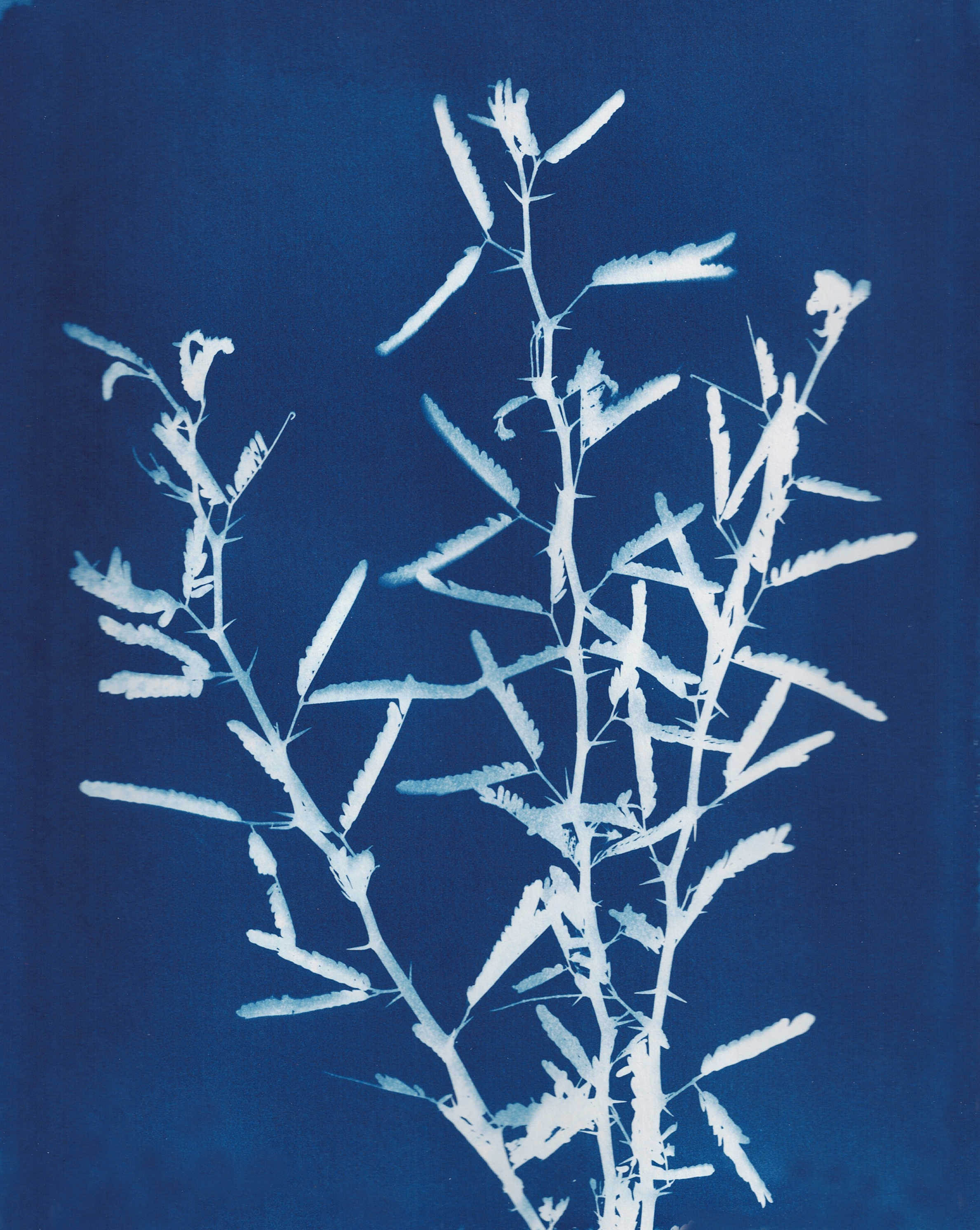 Mesquite Saplings, 2025